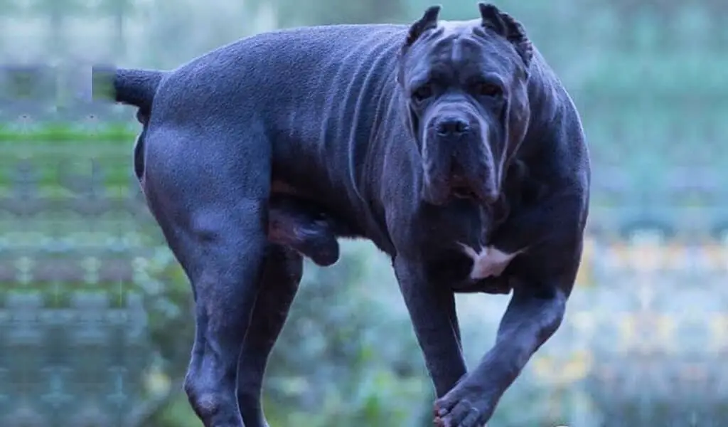 blue cane corso