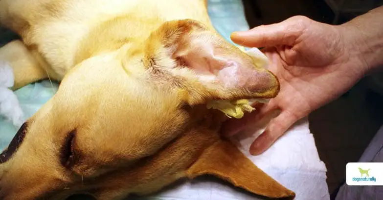 dog's ear hematoma