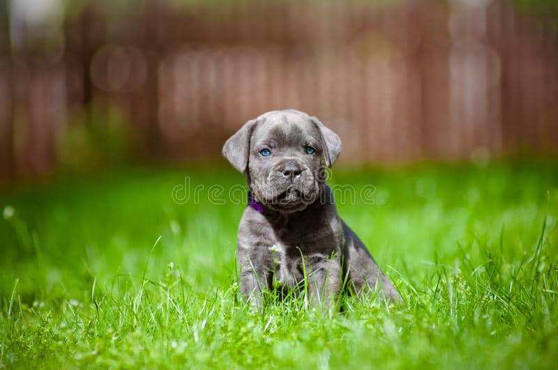 blue cane corso