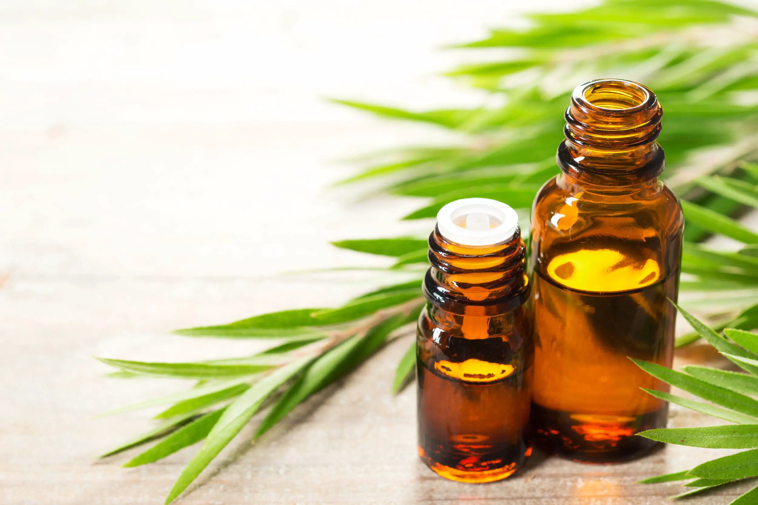 Is Tea Tree Oil Safe For Dogs? Find out now