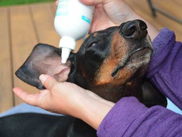 how to clean a dog's ear