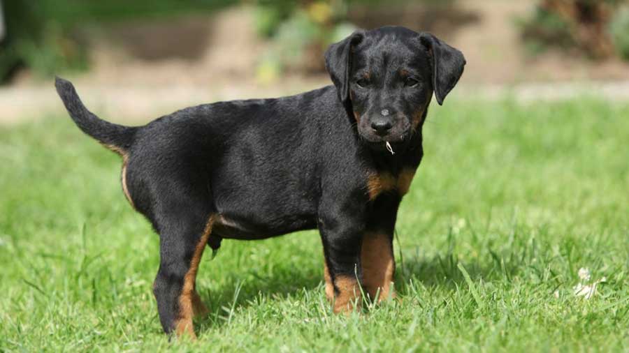 black dog breeds