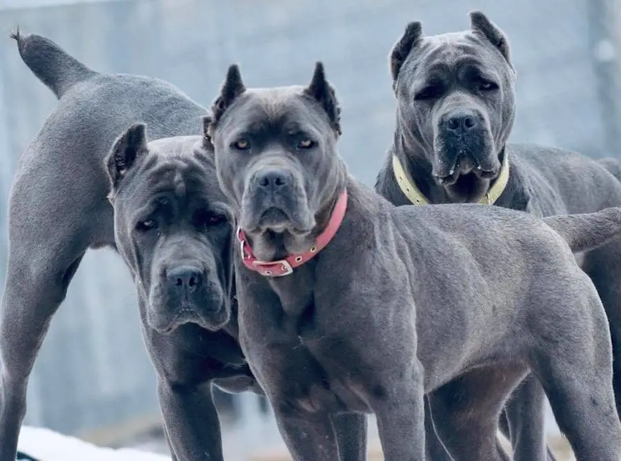 blue cane corso