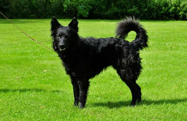 black dog breeds