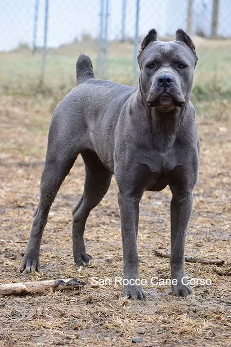 blue cane corso