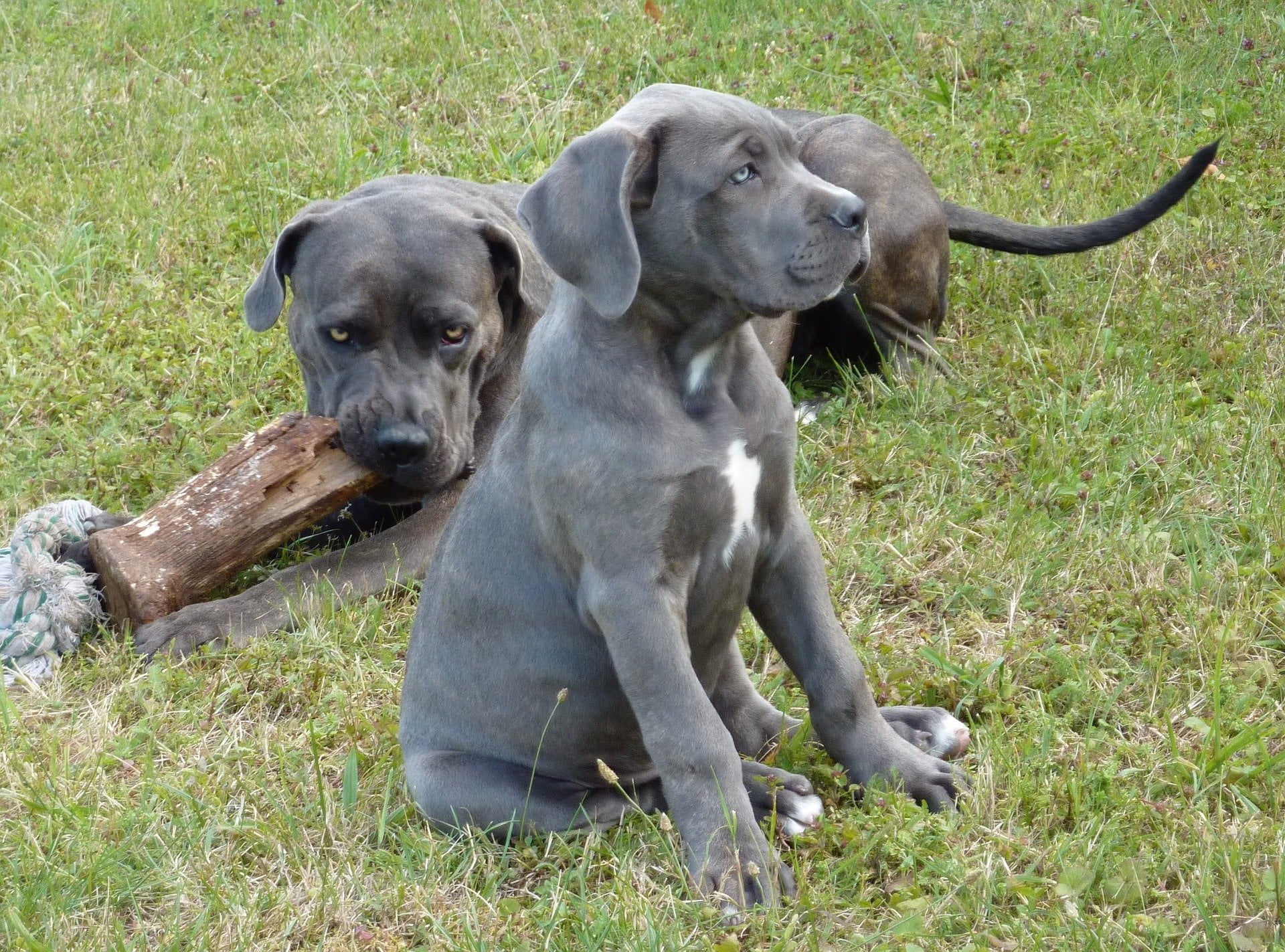 blue cane corso