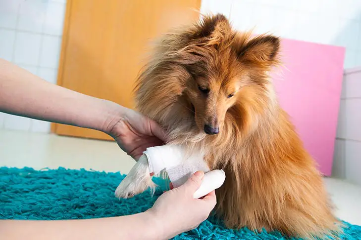 is neosporin good for dogs