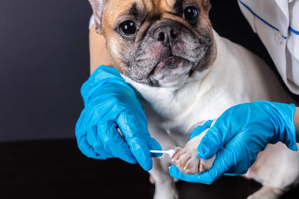 Is neosporin good for dogs? Discover 5+ exclusive facts