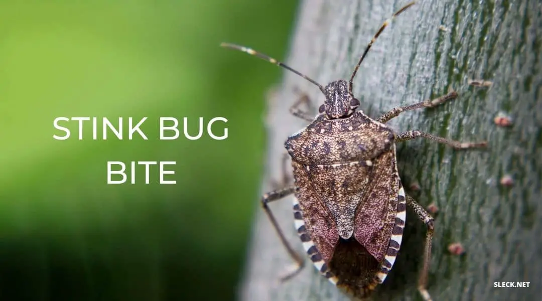 Stink Bug Bite: All You Should Know
