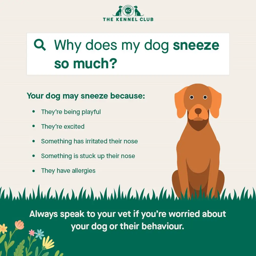 dog keeps sneezing