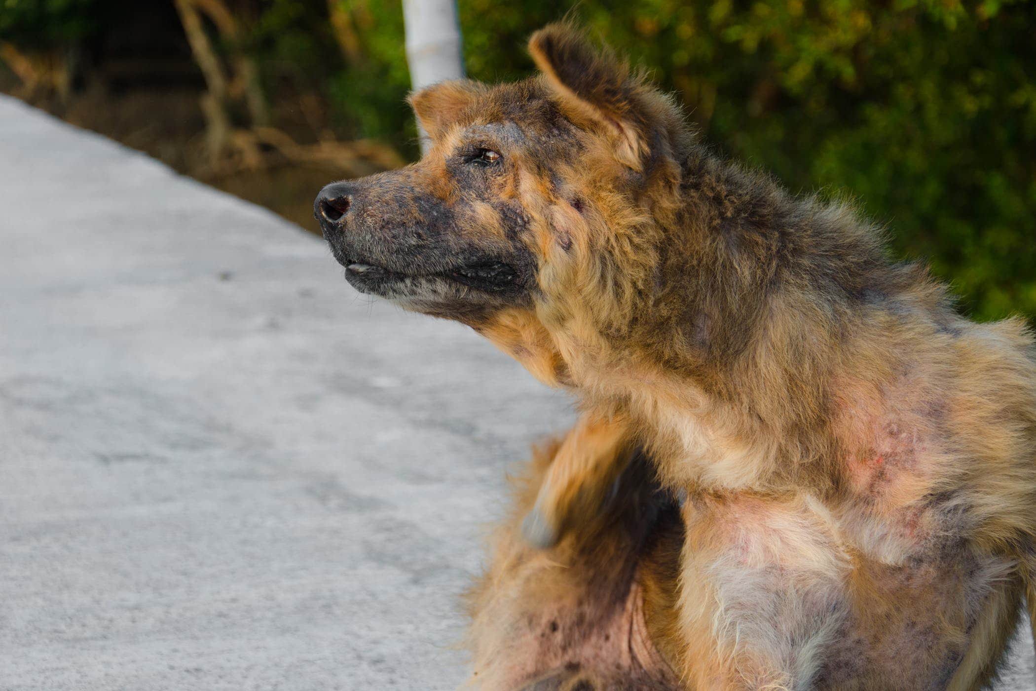 dogs losing hair