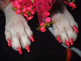 Dog Nail Polish