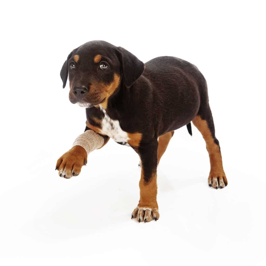 Why My Dog Is Limping? Here Are The 5 Main Causes And Solutions!