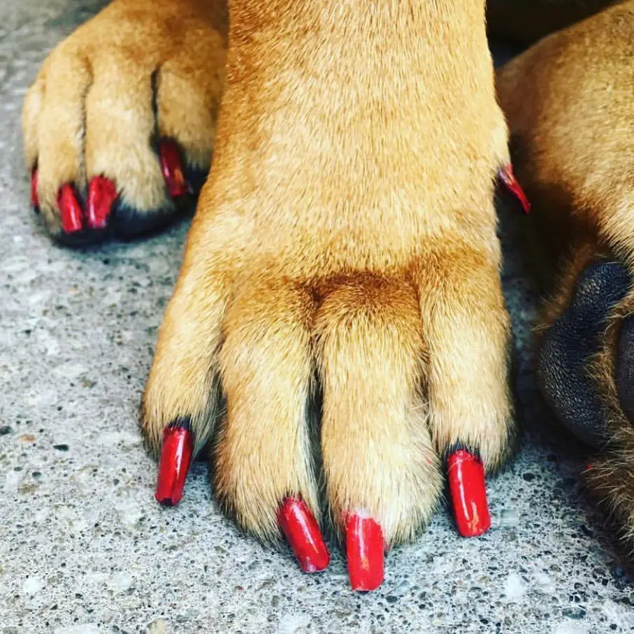 Dog Nail Polish