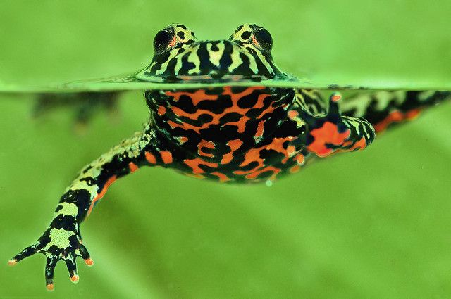 fire belly toad