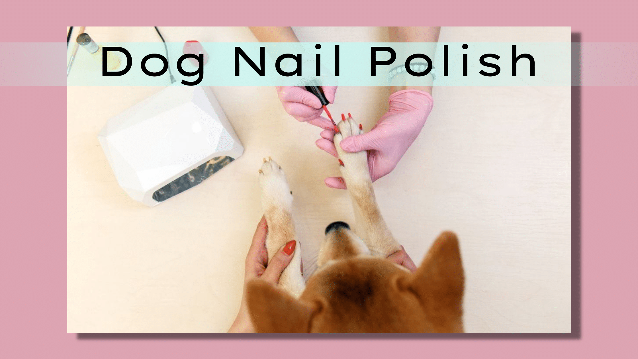 8 Astounding Dog Nail Polish Ideas You Should Try!