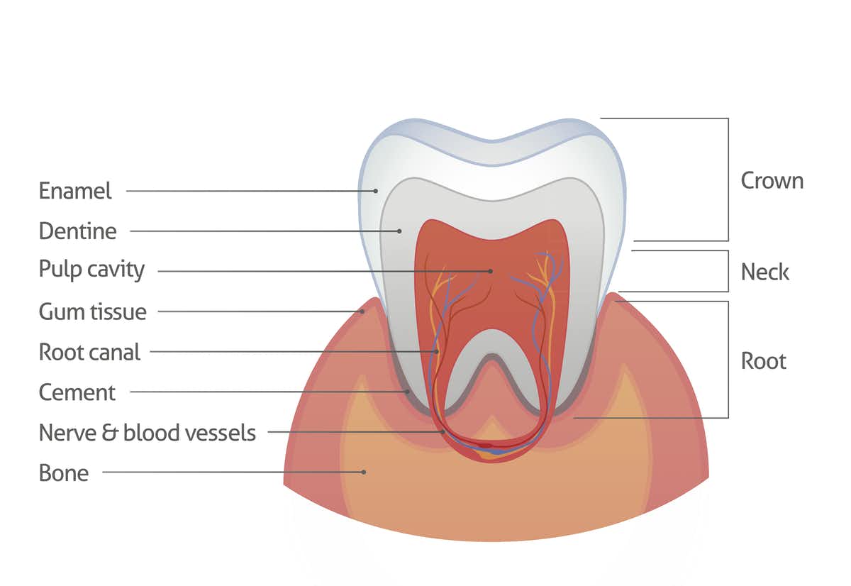 can cavities heal