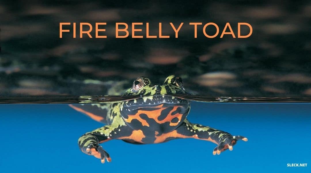 Fire Belly Toad | The Best Easy-To-Care Pet Frog