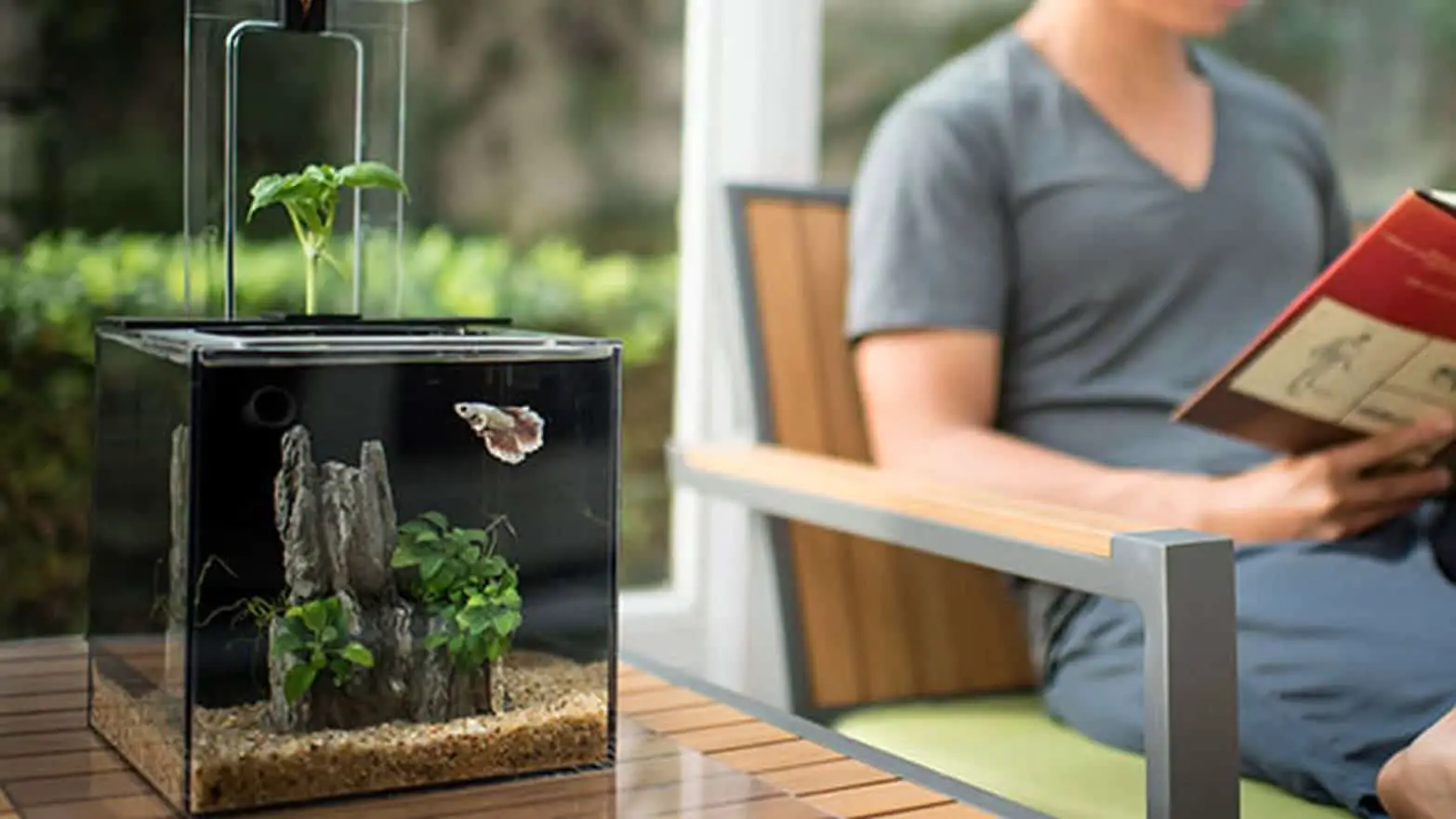 How to Clean a Fish Tank: 6 Easy Steps to Keep your Fish Tank Crystal Clear