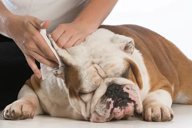 How to clean a dog's ears