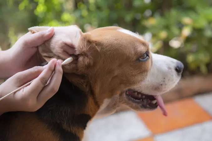 how to clean a dog's ears