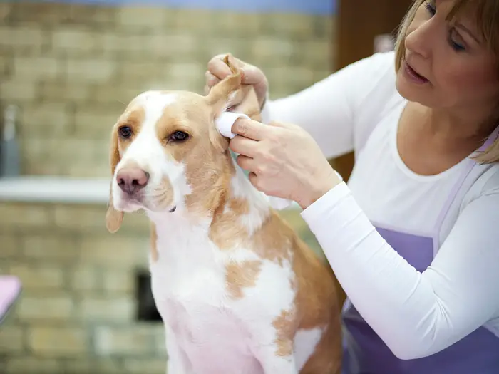 how to clean a dog's ears