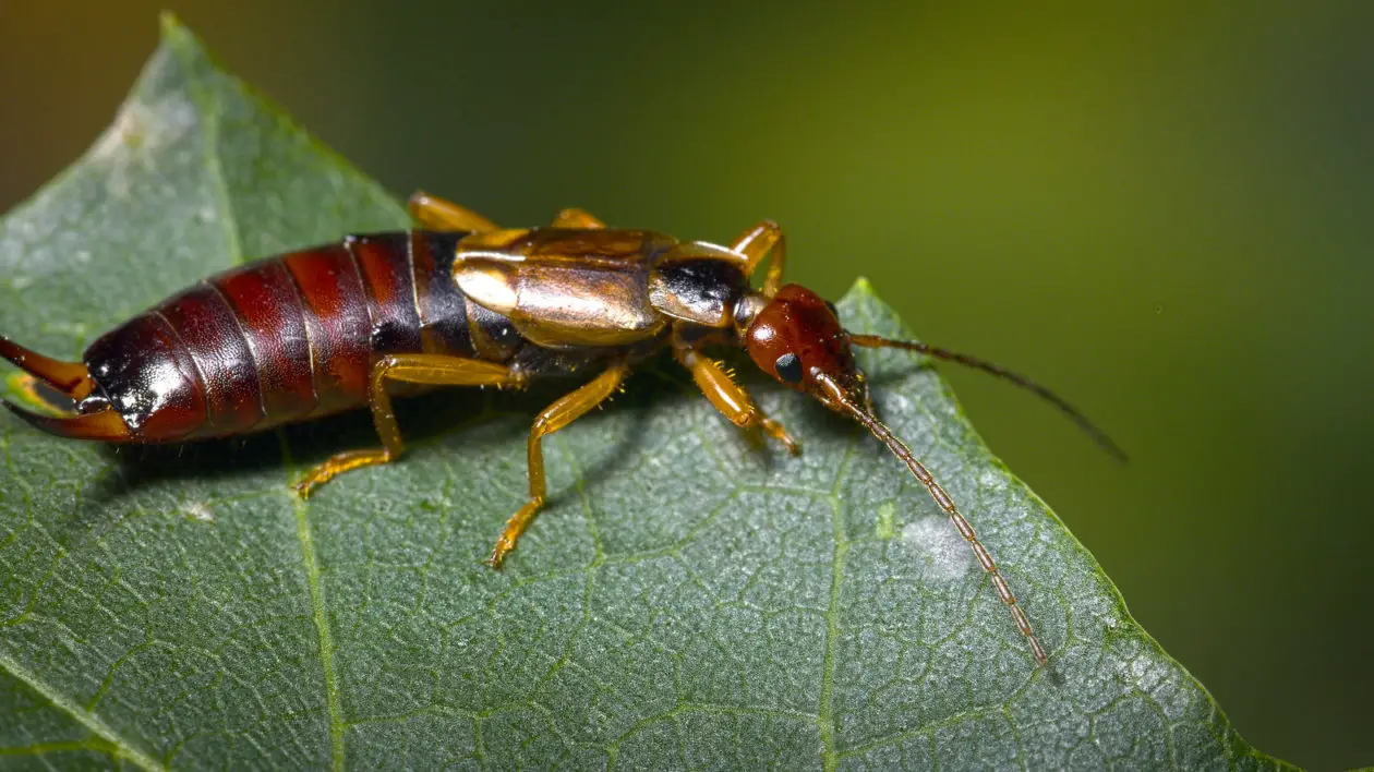 Do Earwigs Bite?