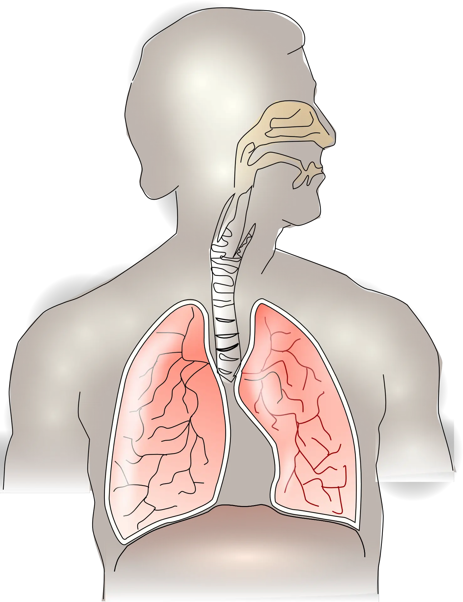 anatomy, lungs, breathing