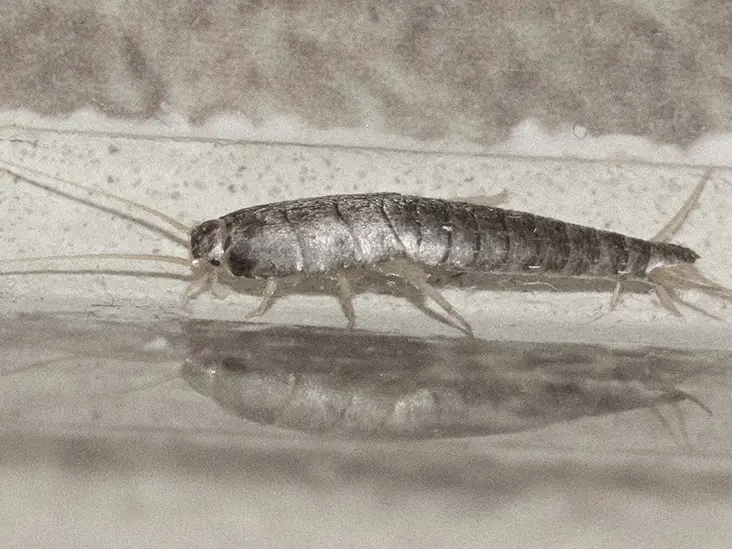 Do Silverfish Bite?