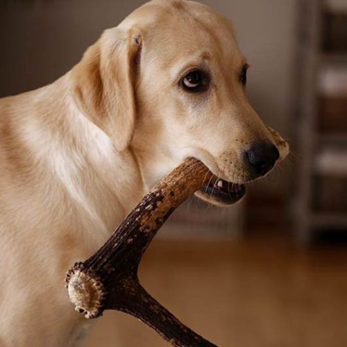 deer antlers for dogs