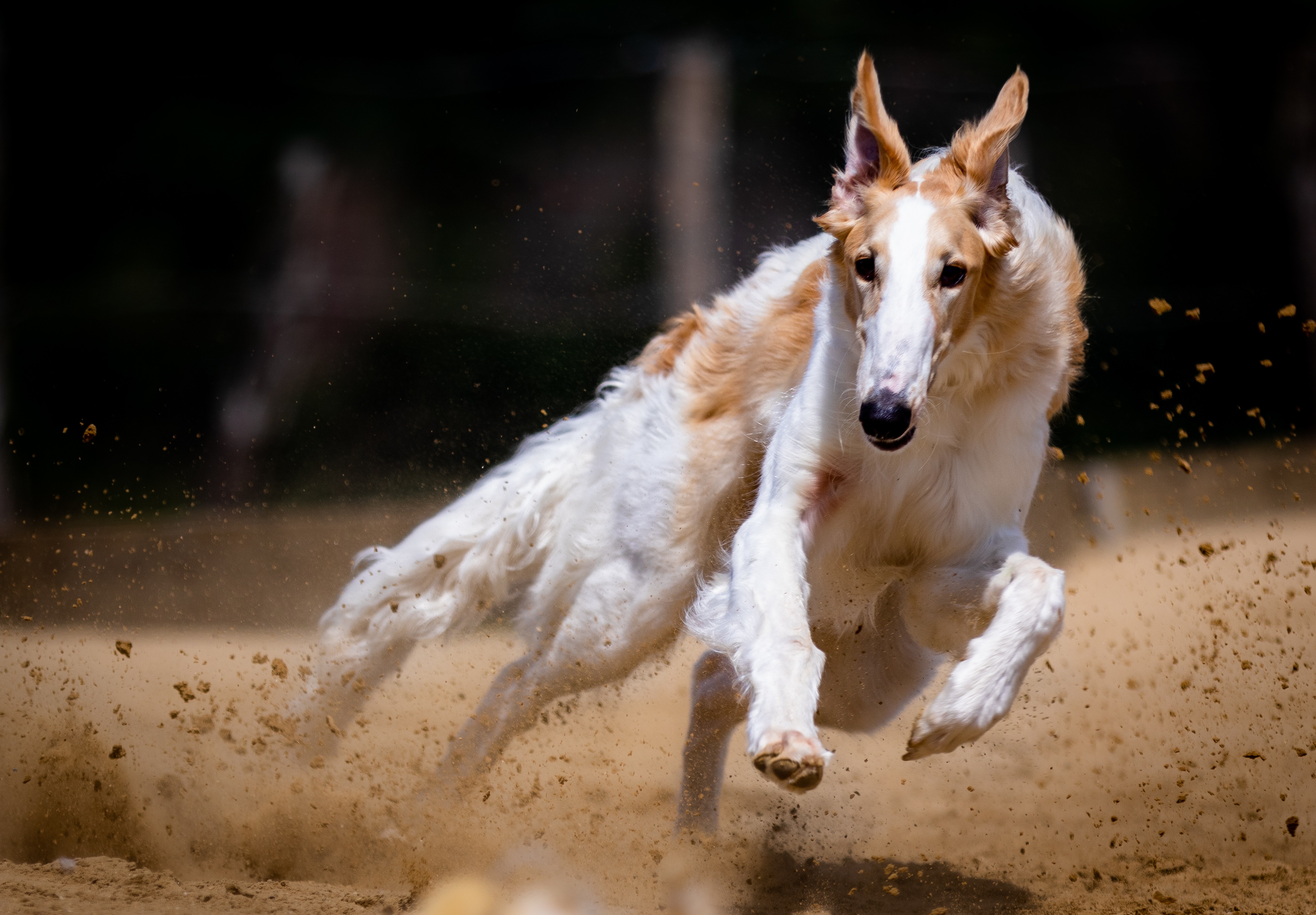 dog, canine, race