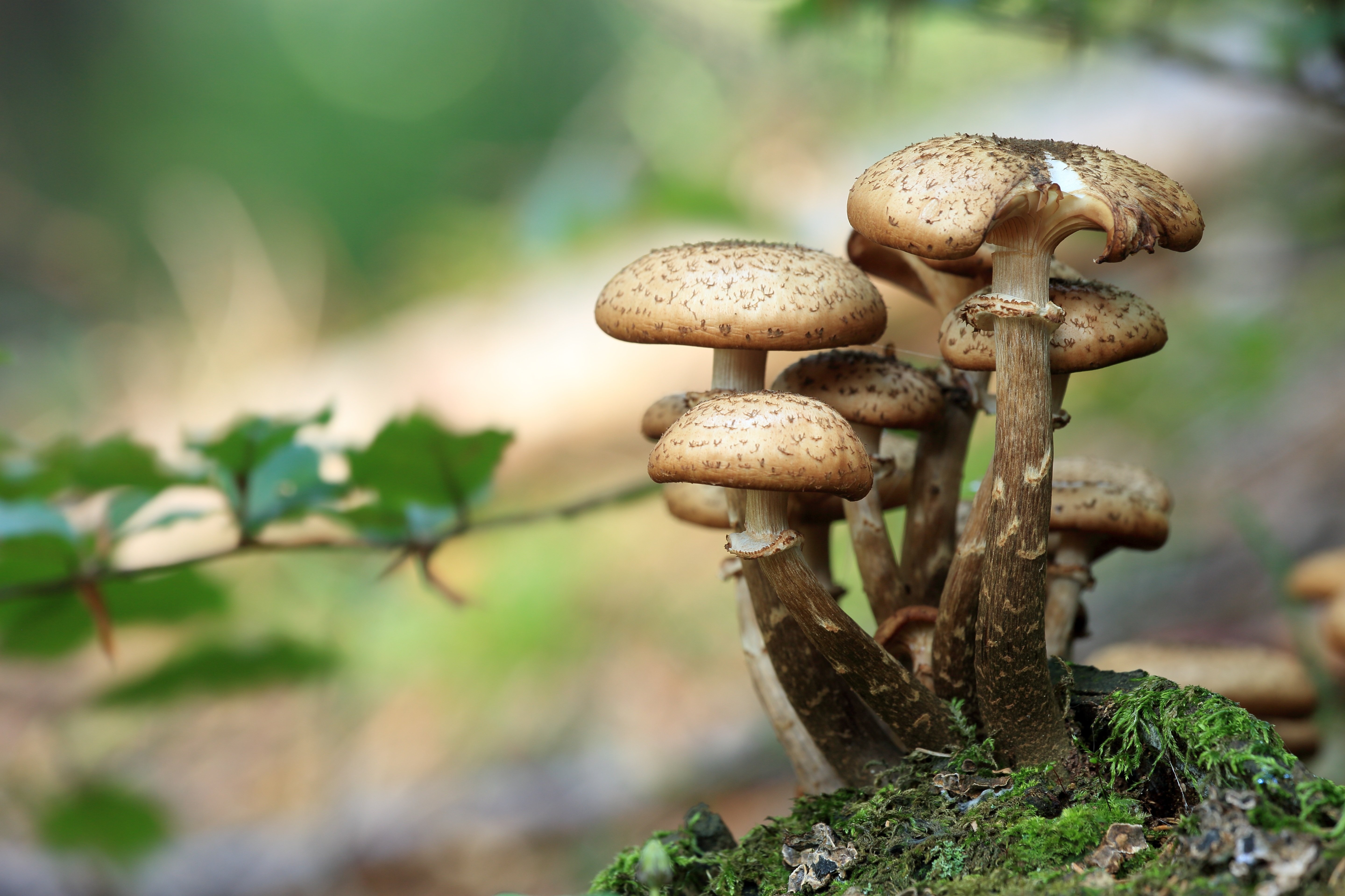 mushrooms, wild mushrooms, spore