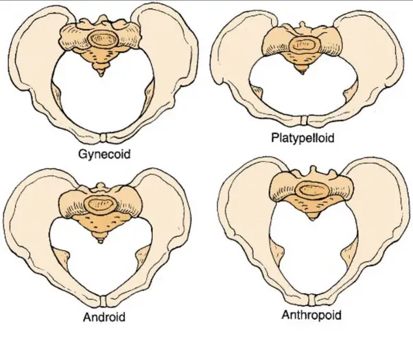 child-bearing hips