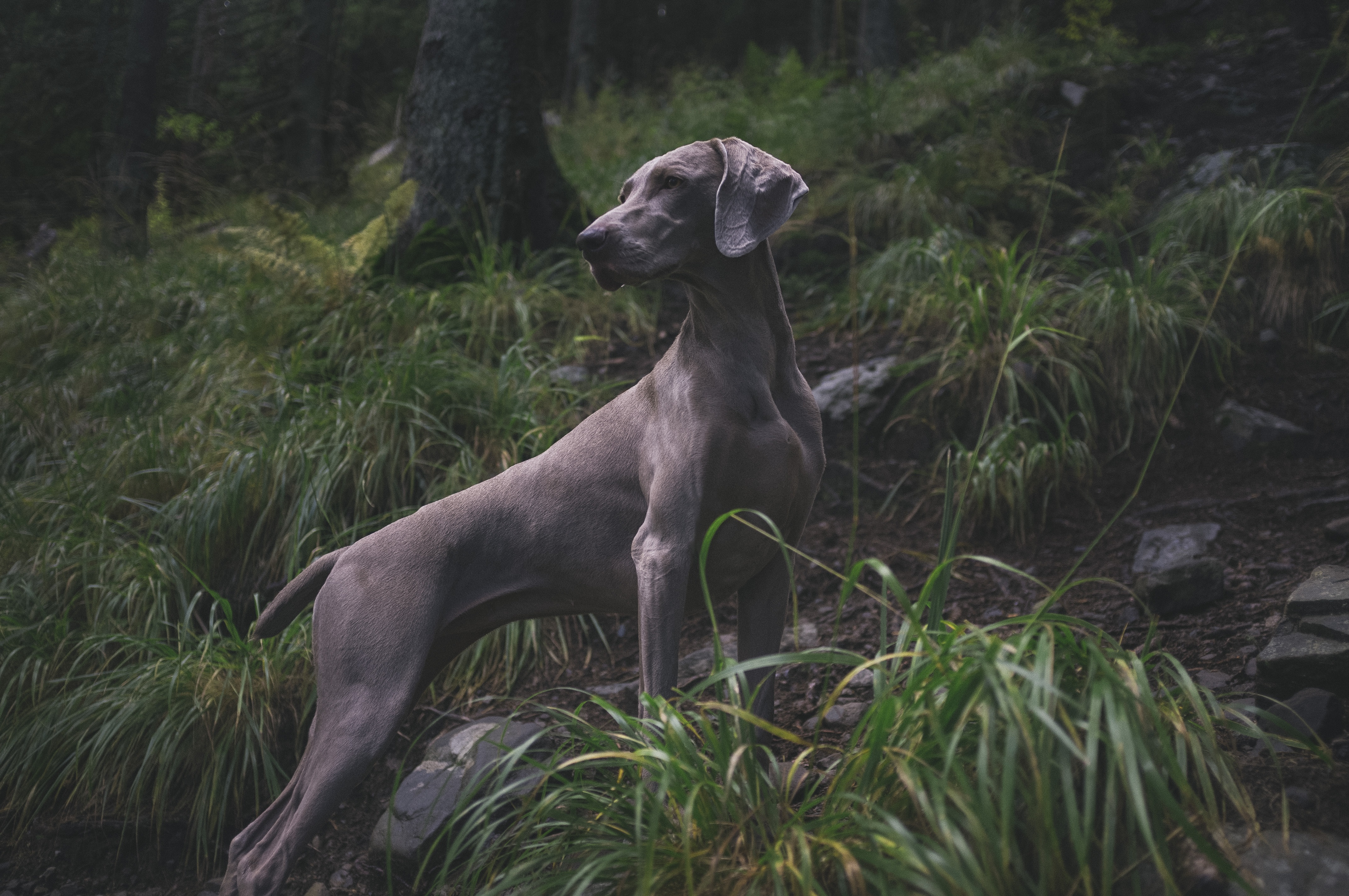 hunting dog names, weimaraner, dog, hunting dog