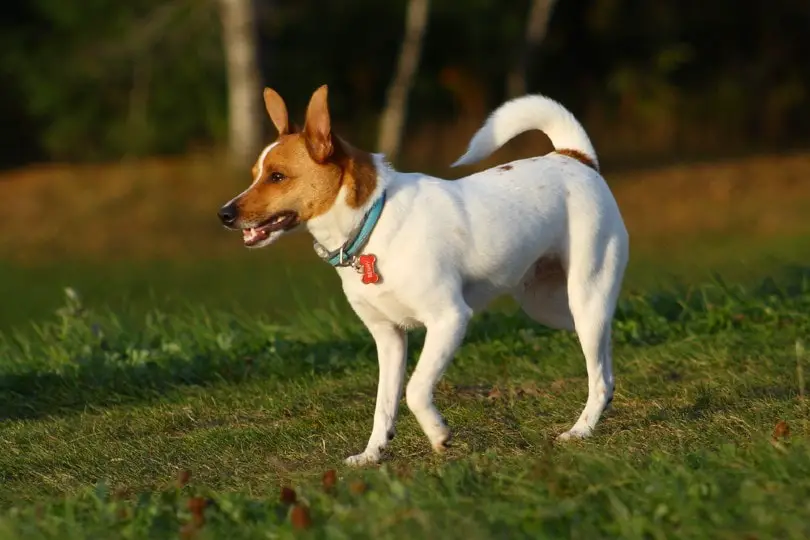 rat terrier mix