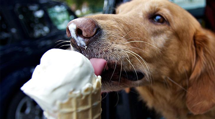 can dogs have vanilla ice cream
