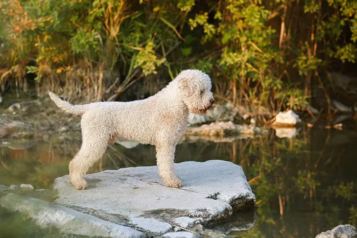 lagotto romagnolo puppies