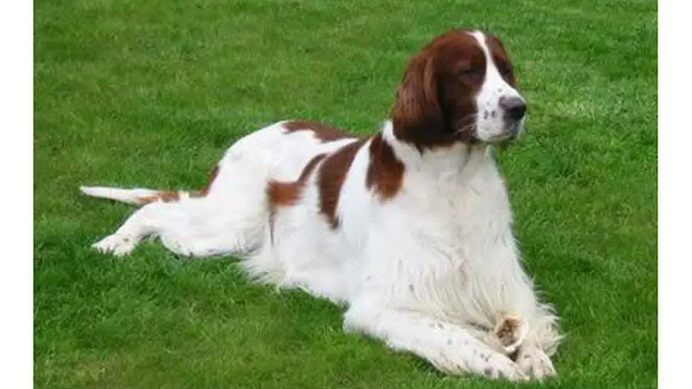 irish red and white setter