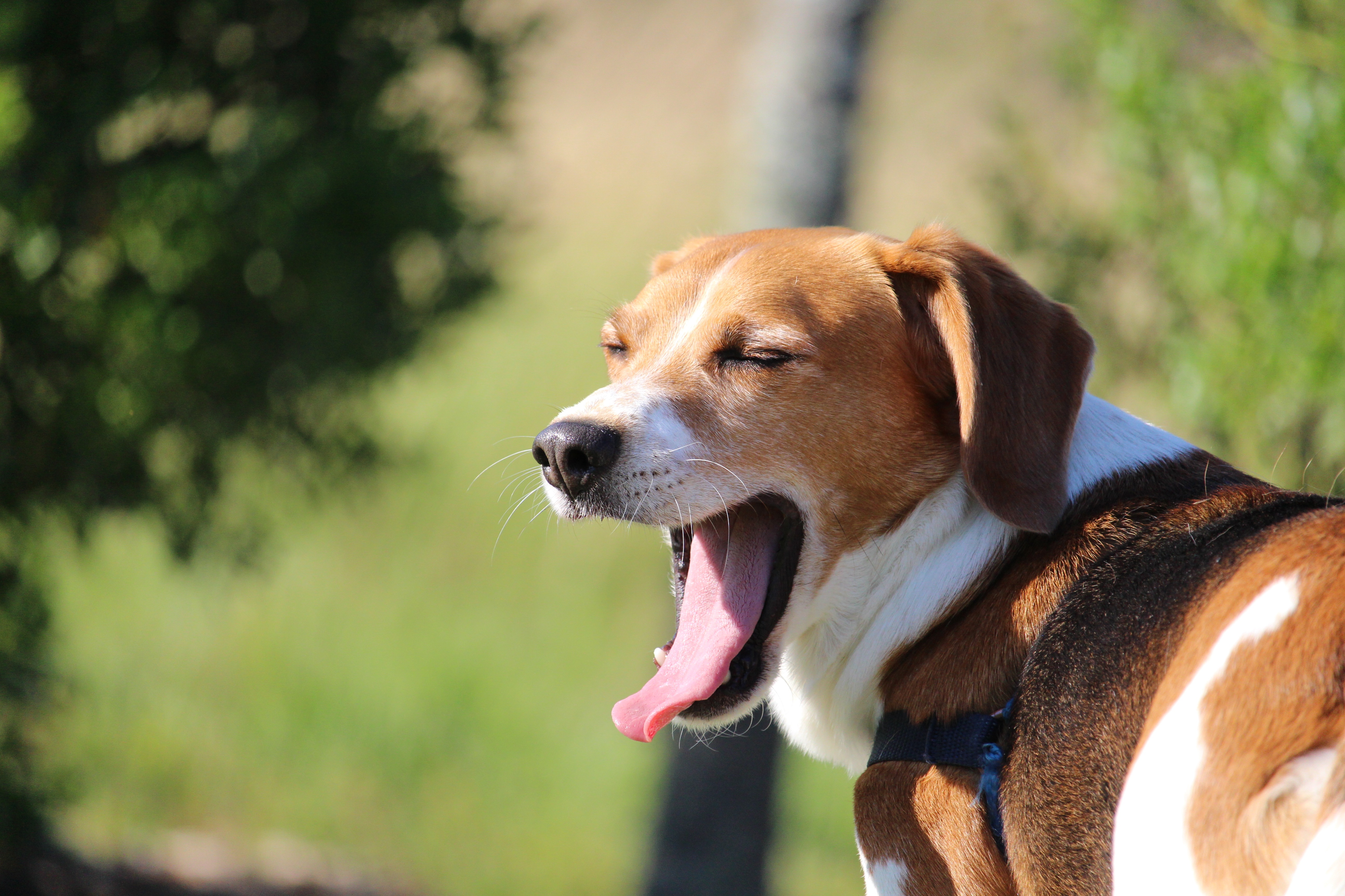 beagle, yawn, lazy