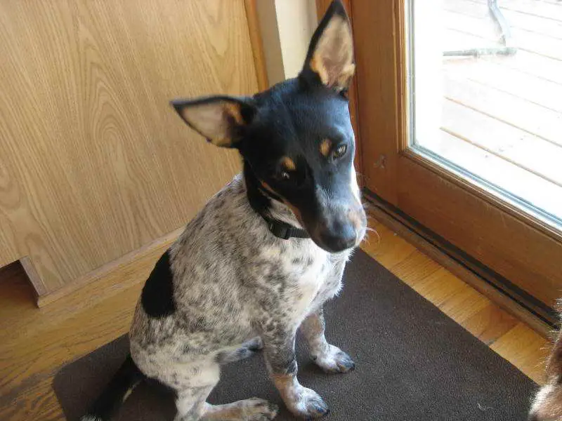 rat terrier mix