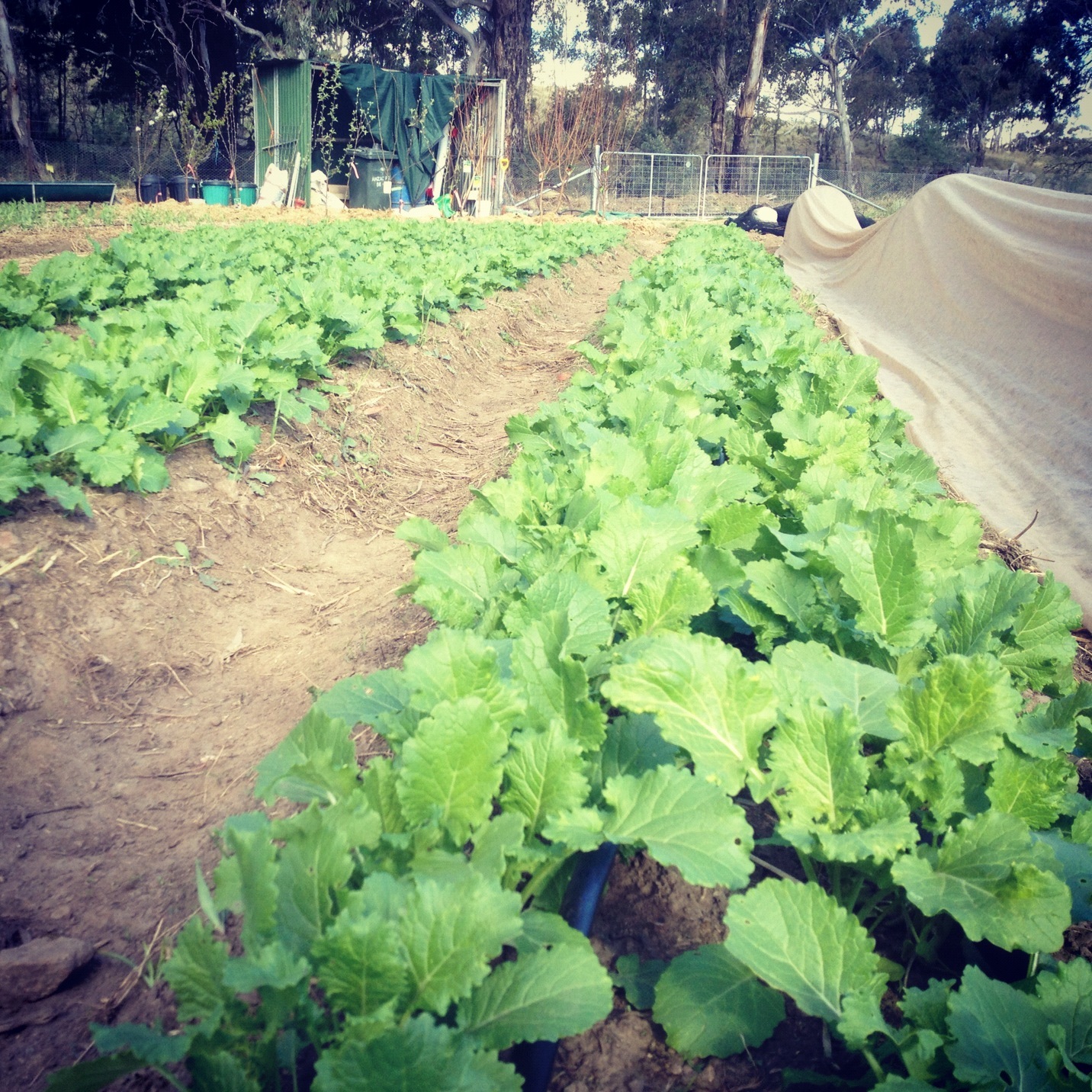 cima di rapa