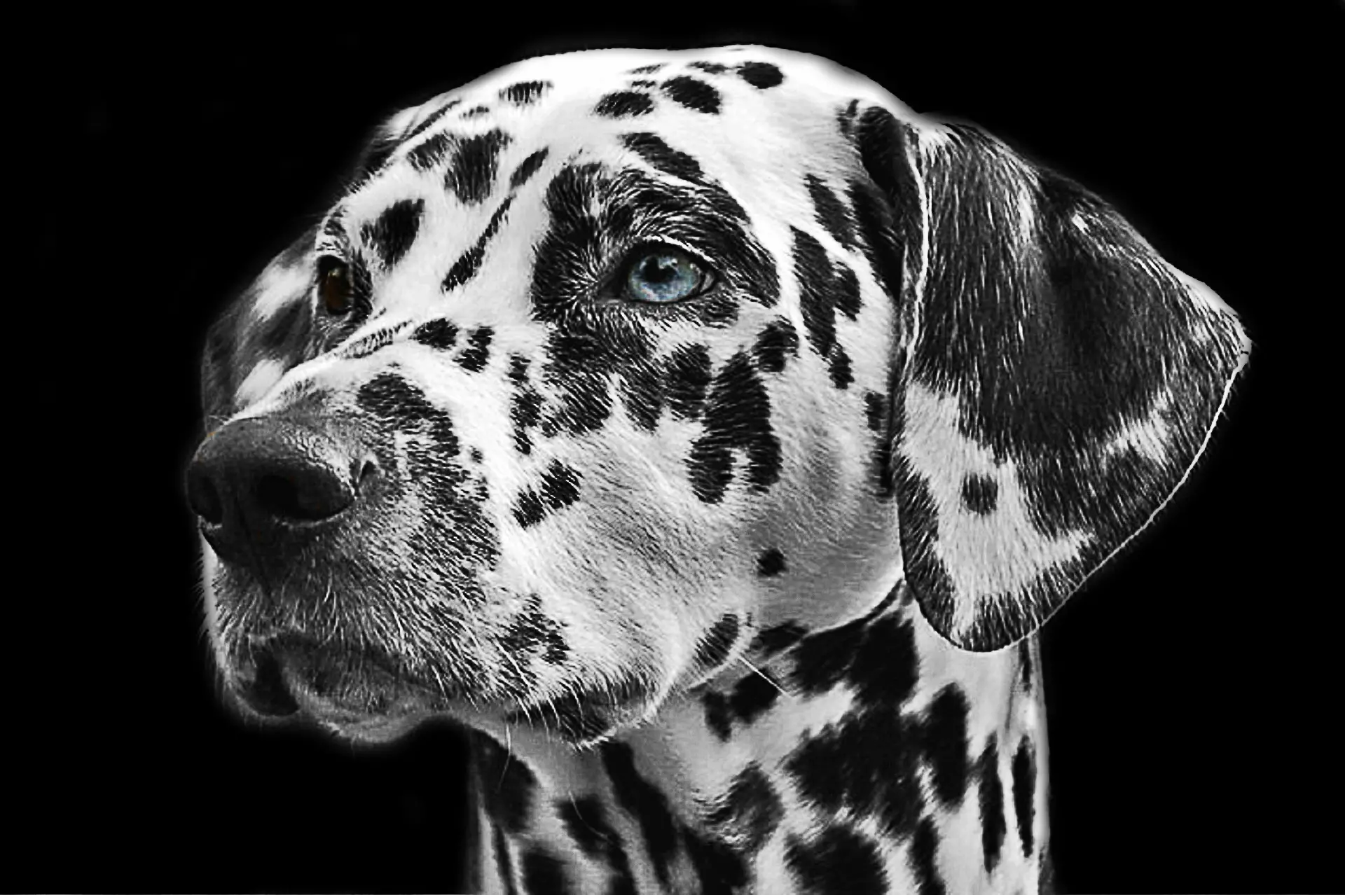 dalmatian, dog, animal