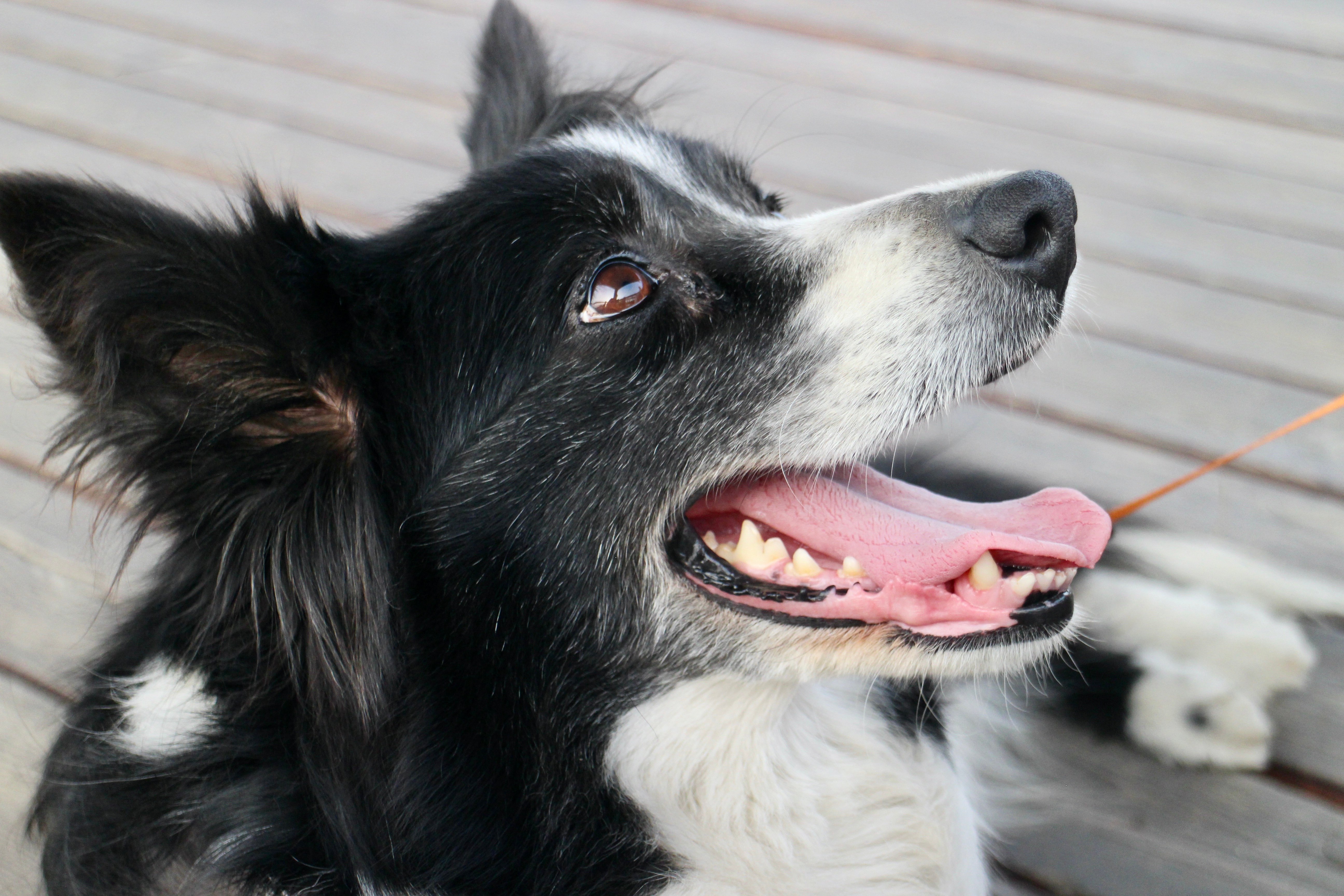 dog, border collie, pet