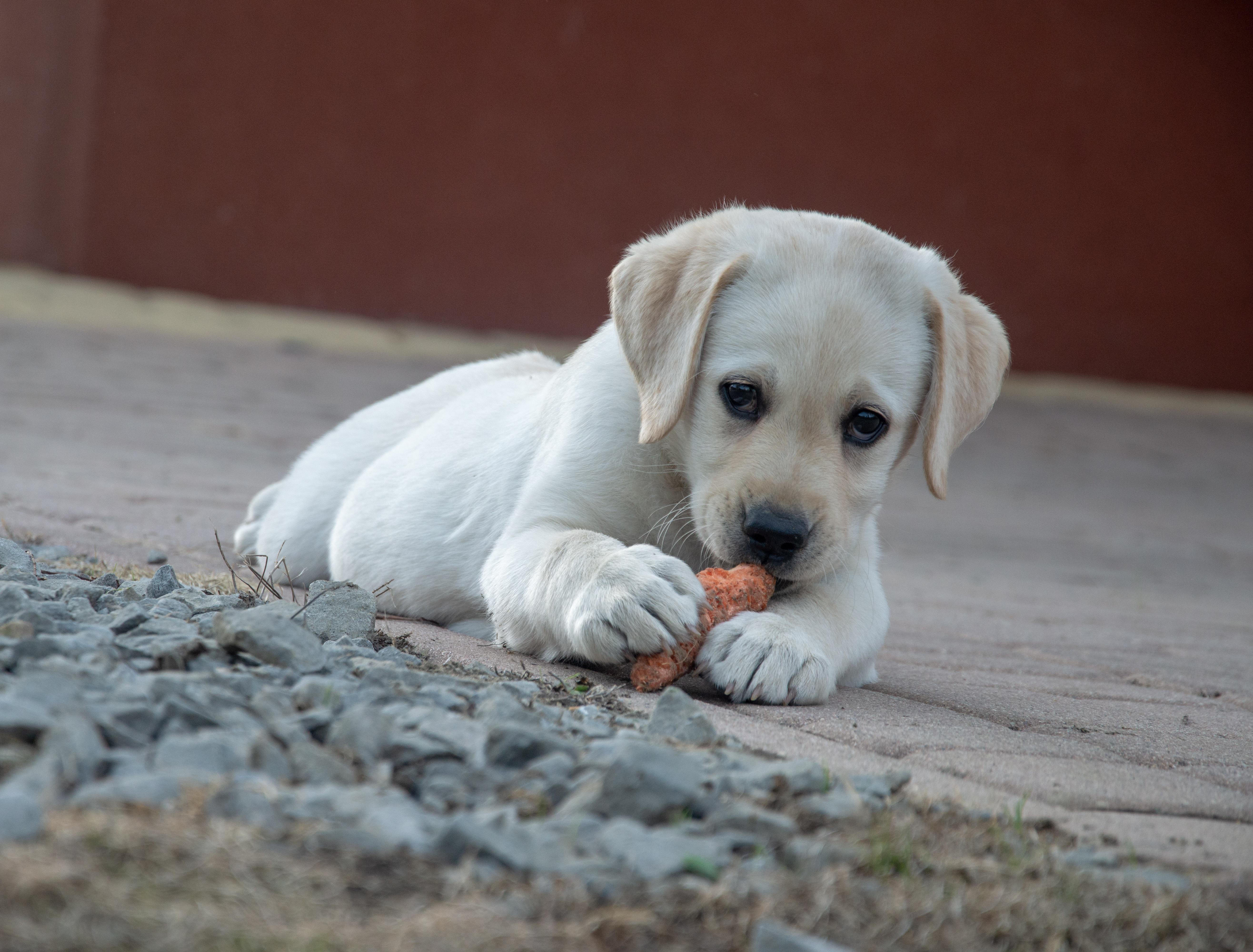 dog, carrot, labrador, is asparagus good for dogs