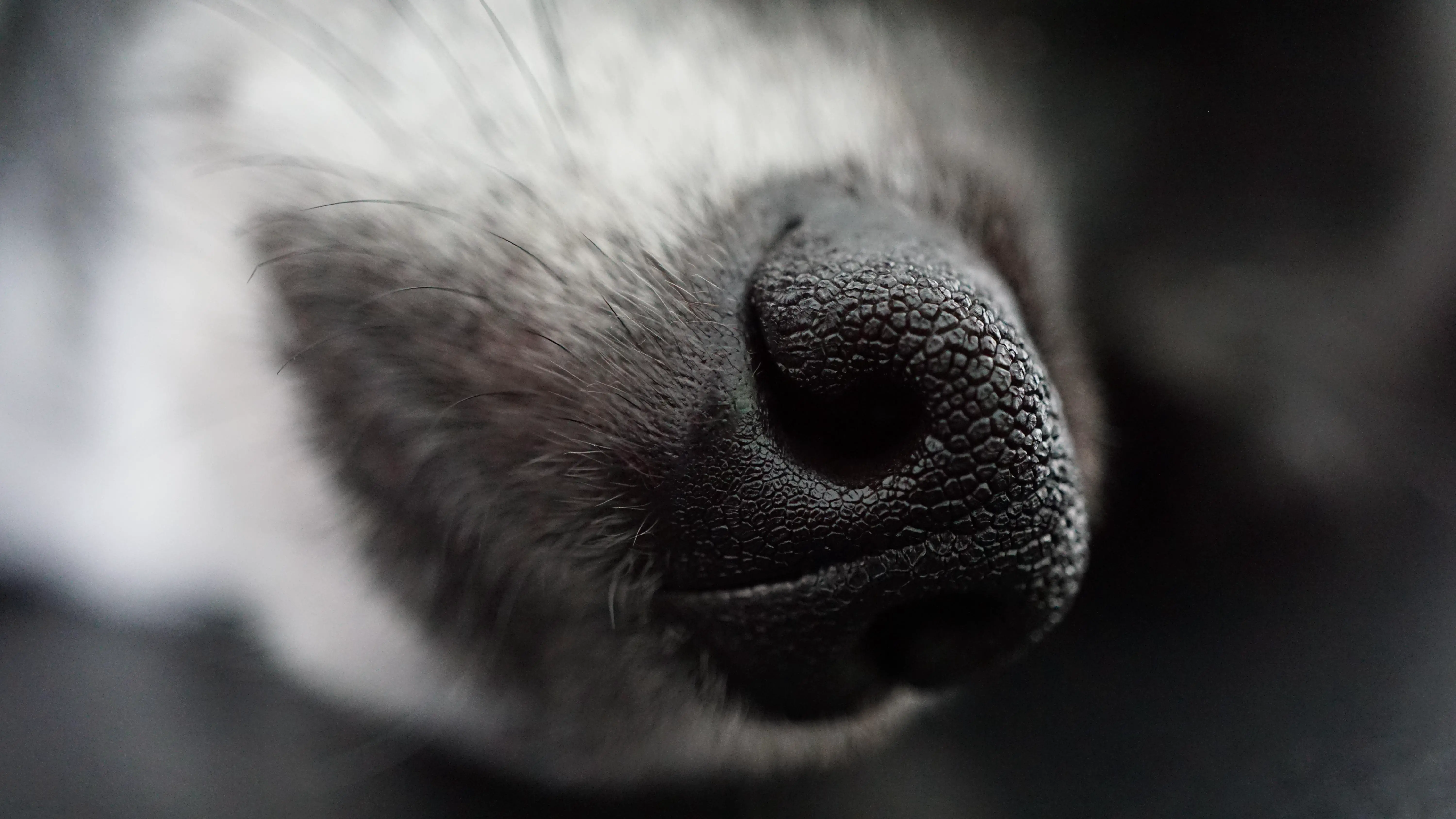 dog, dog nose, dog snout