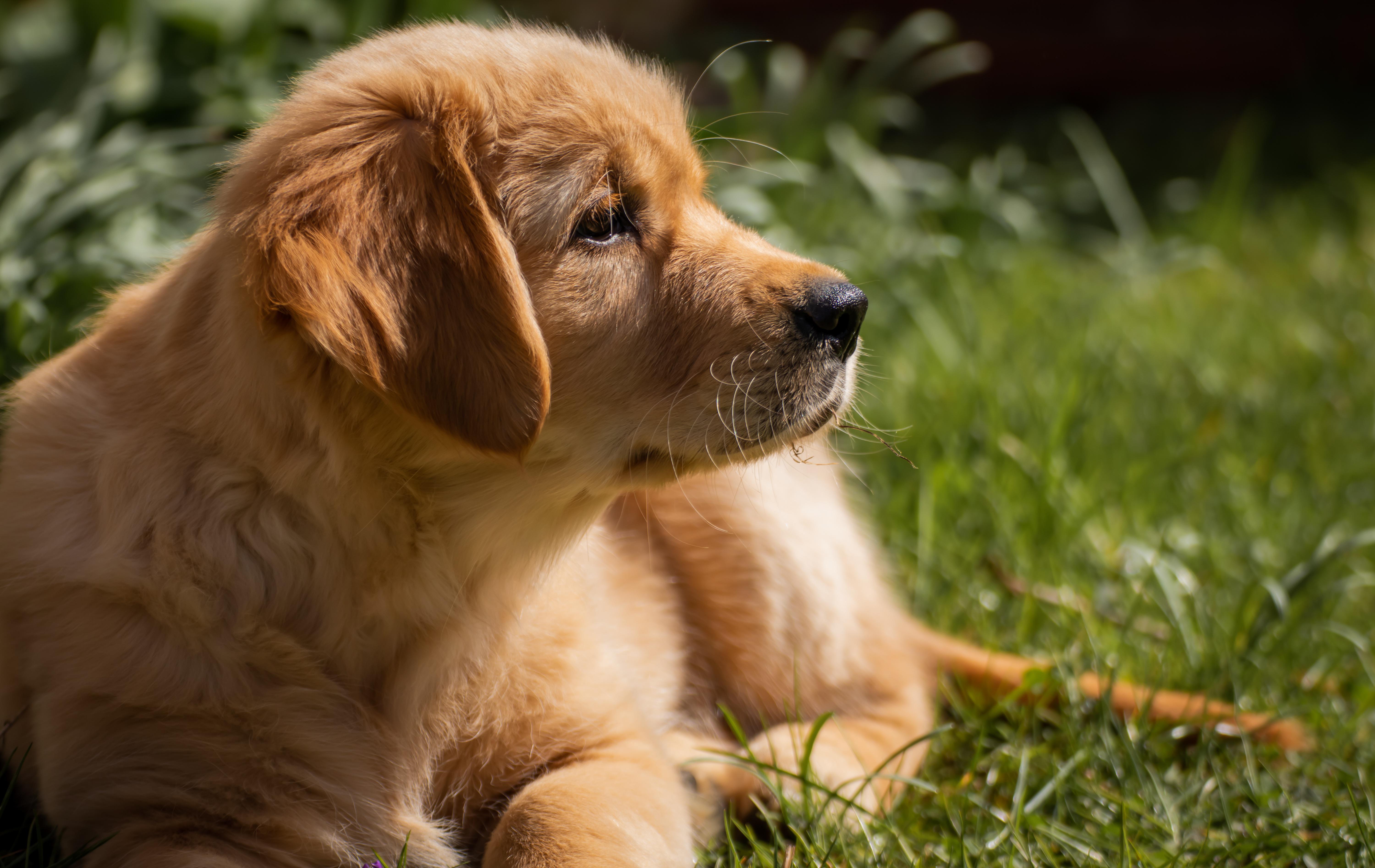 dog, golden retriever, puppy