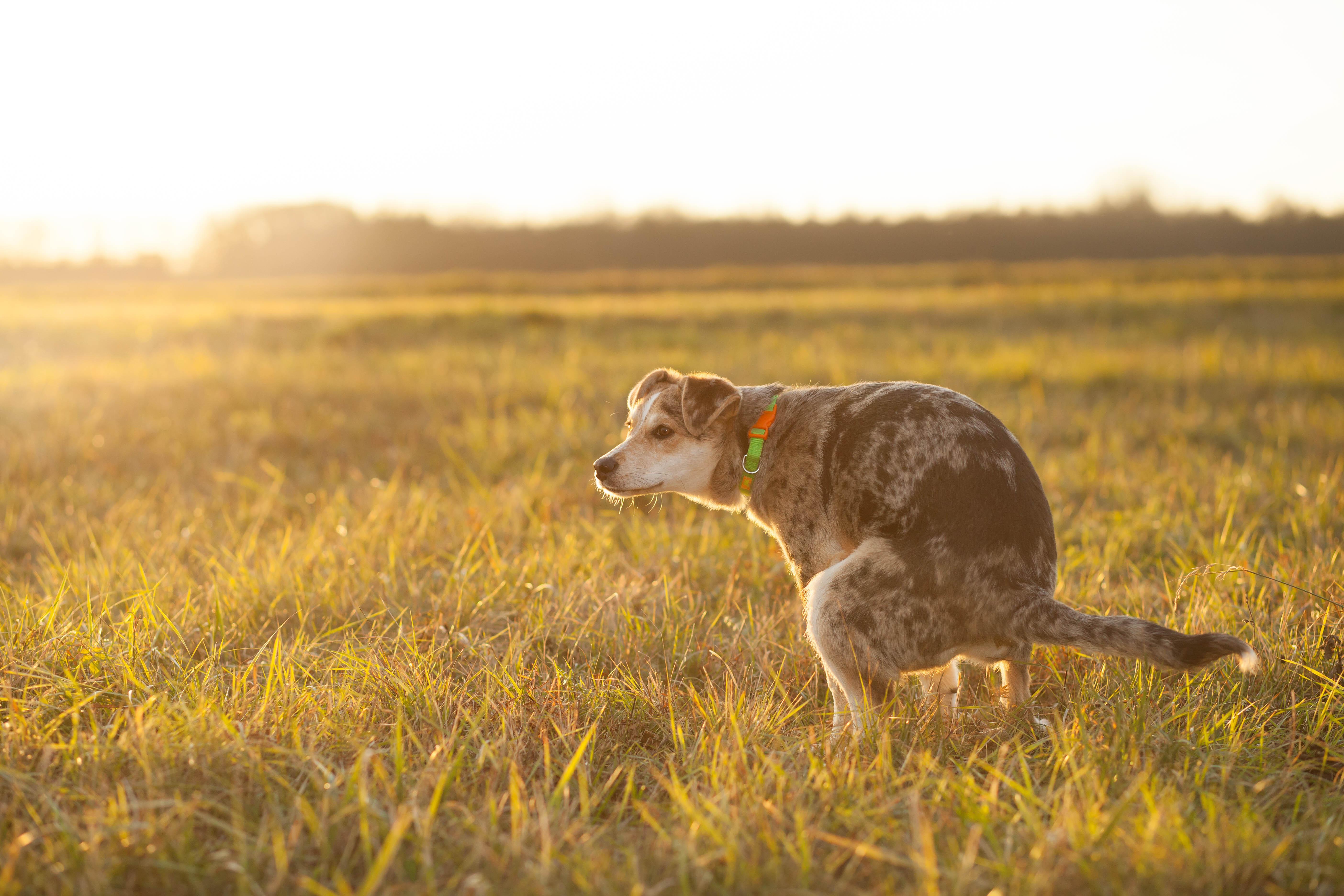 how often do puppies poop. dog, grass, defecating