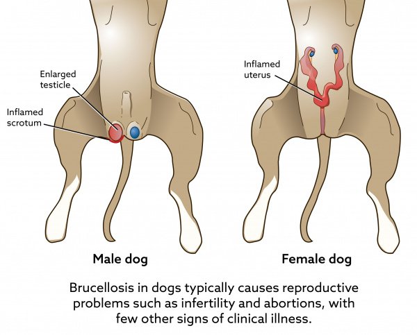 brucellosis in dogs