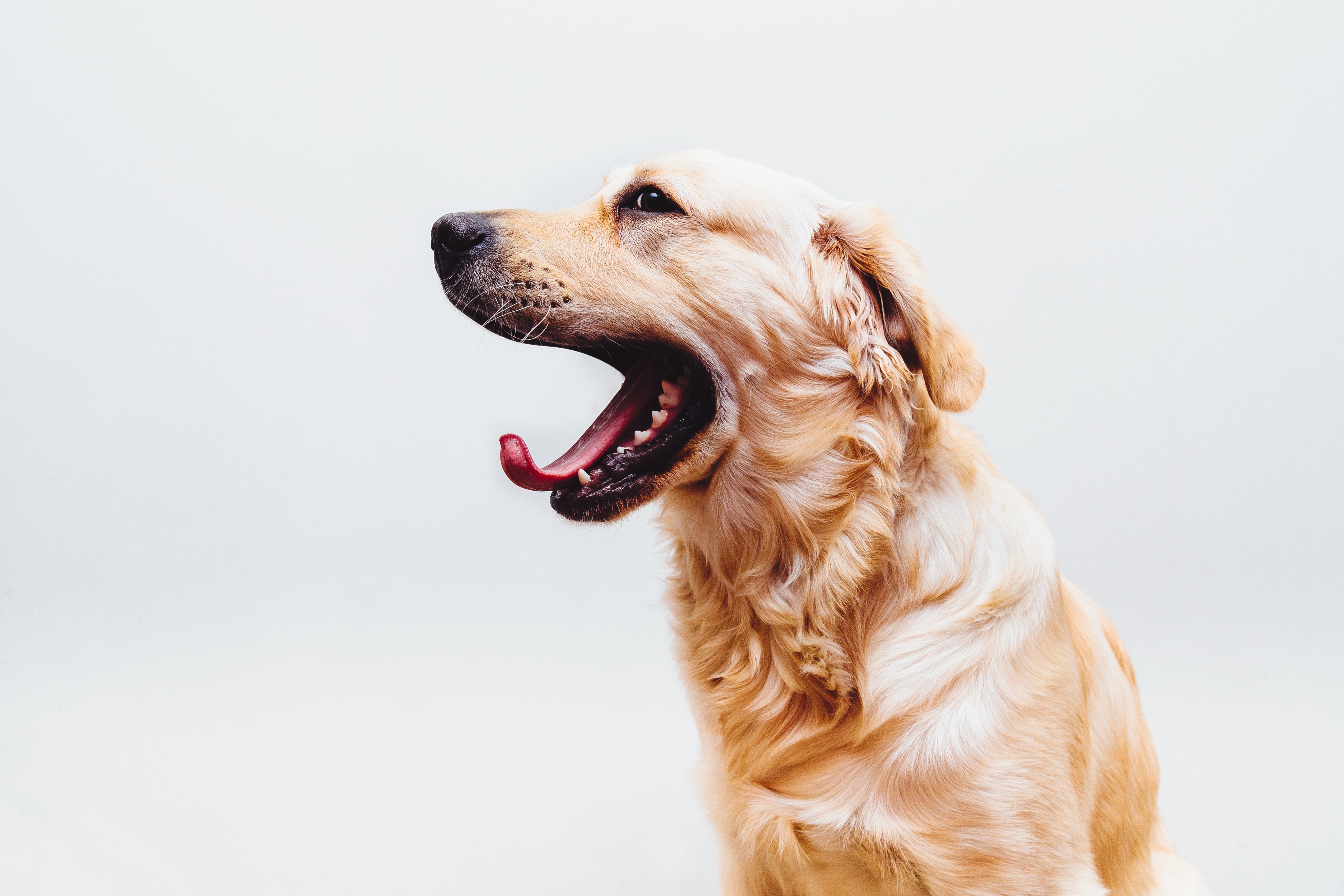 dog, pet, american golden retriever