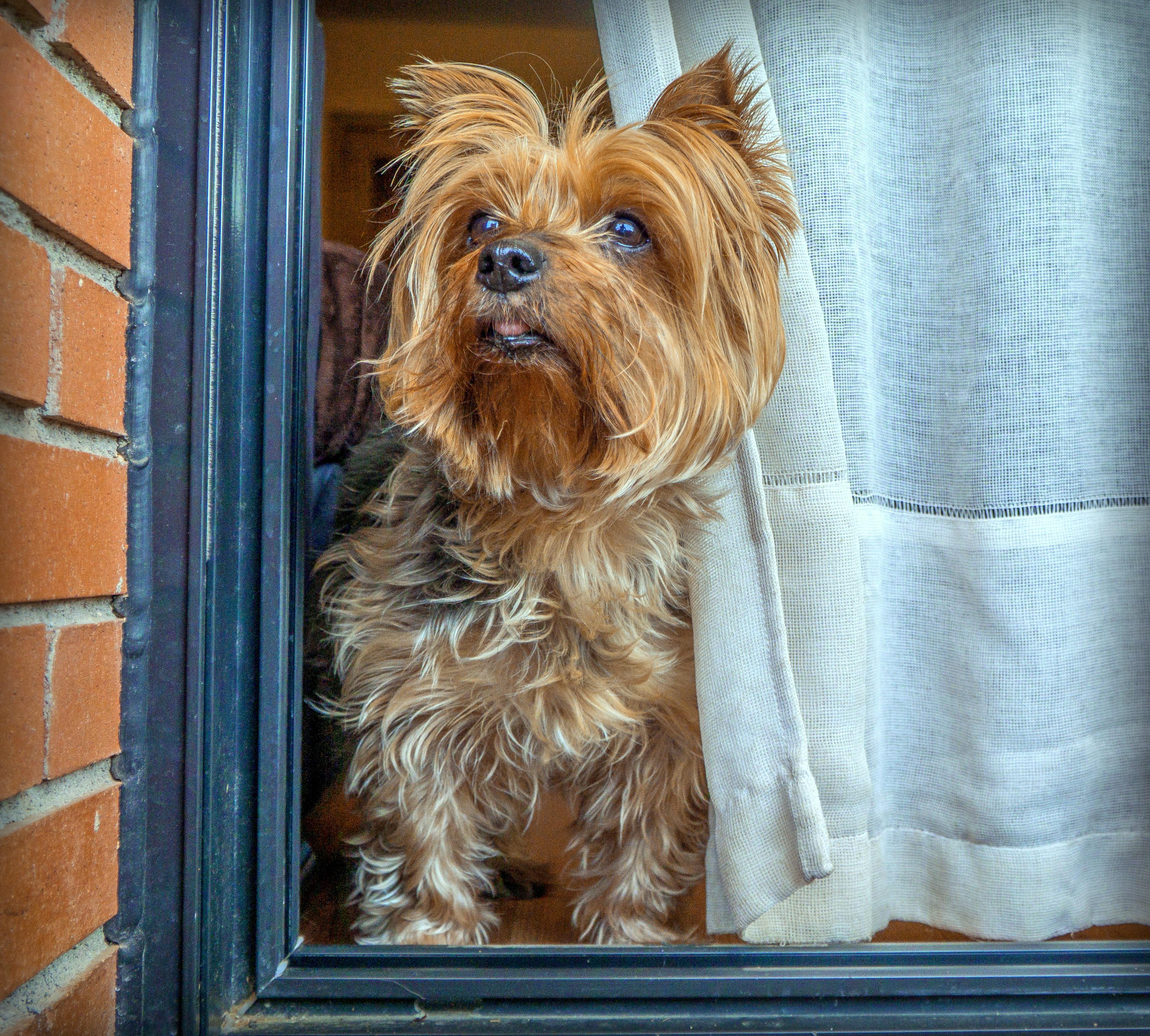 dog, yorkshire, terrier